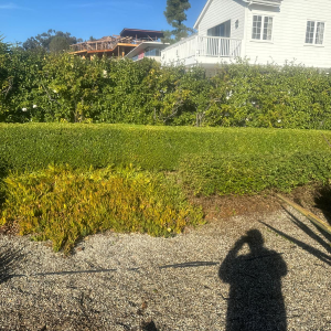 imagen_2024-12-22_193506512