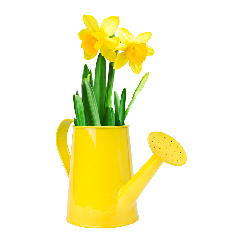 Narcissus Flower Watering Can Arrangement