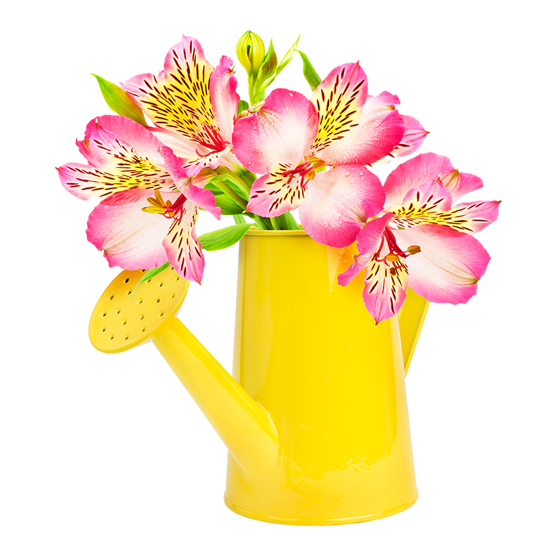 Narcissus Flower Watering Can Arrangement - Image 2