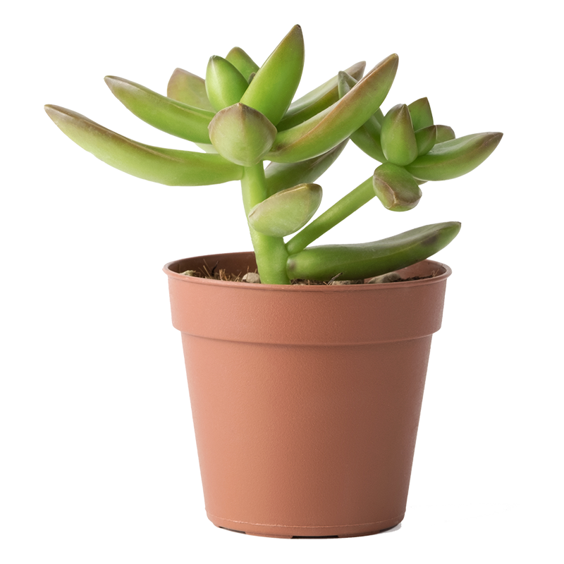 Gardening Tools and Flower Pot