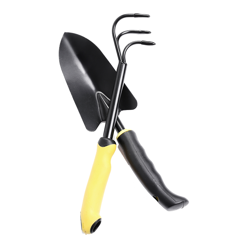 Succulent Plant in a Plastic Pot